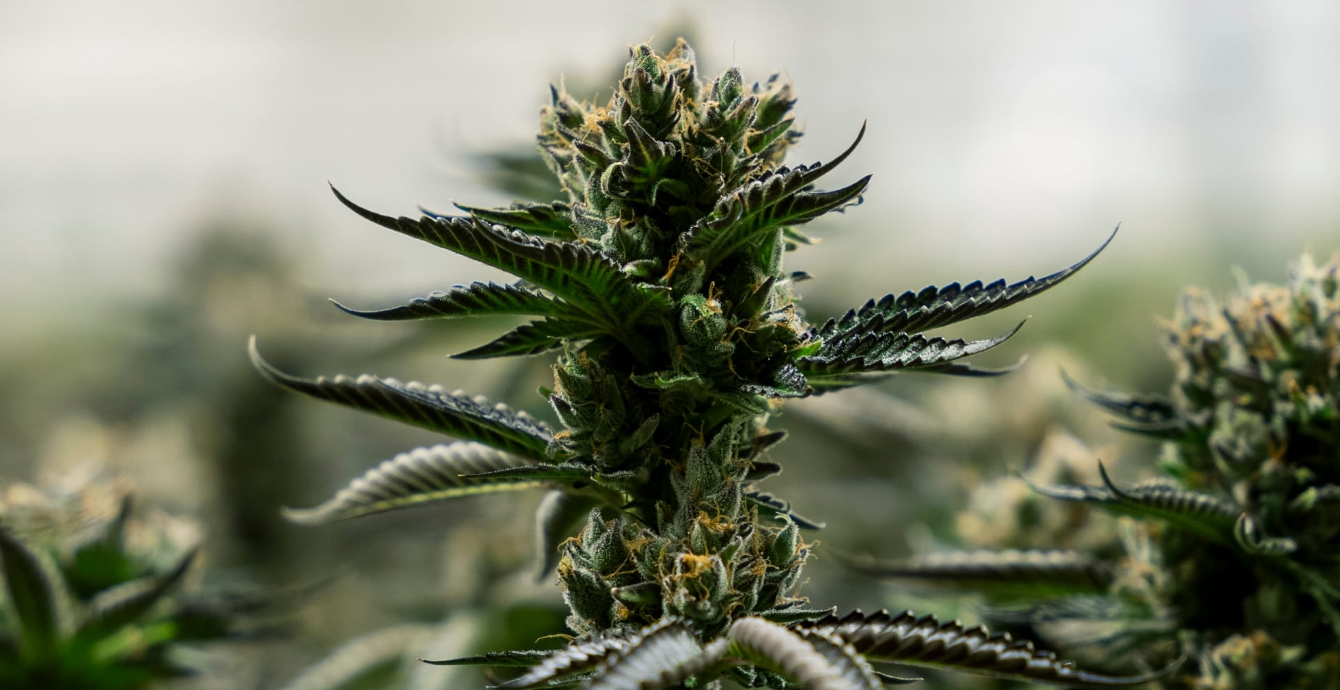 Cannabis flower close-up